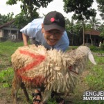 Saya dan Domba