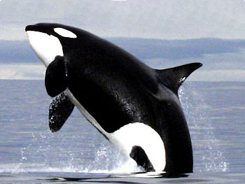 Paus Pembunuh (Orcinus orca)