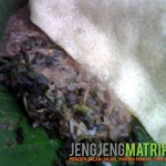 Pecel Semanggi