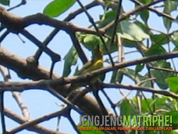nectarinia-jugularis-betinaBurung Madu Sriganti/Olive-backed Sunbird (Nectarinia jugularis) betina
