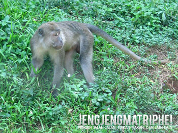 Monyet ekor panjang (Macaca fascicularis)